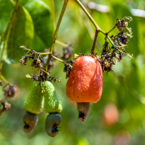 Uses of cashew